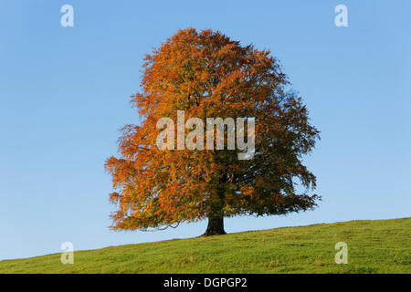 Herbstliche Buche (Fagus Sylvatica), Rieden am Forggensee, Ostallgaeu, Allgäu, Schwaben, Bayern Stockfoto