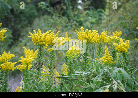 Natürliche Hive Bienenschwarm auf Trail Kopf Trail Stockfoto