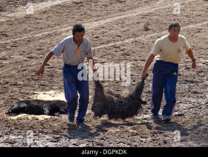 Männer tragen eine Ziege Karkasse Withouth Kopf für das Pferdespiel am Nationalfeiertag, Bischkek, Kirgisistan Stockfoto