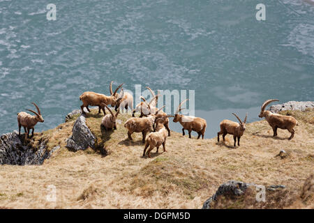 Alpensteinbock (Capra Ibex), Nationalpark Hohe Tauern, Heiligenblut, Kärnten, Österreich Stockfoto