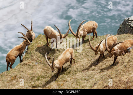 Alpensteinbock (Capra Ibex), Margaritzen Stausee, Nationalpark Hohe Tauern, Heiligenblut, Kärnten, Österreich Stockfoto