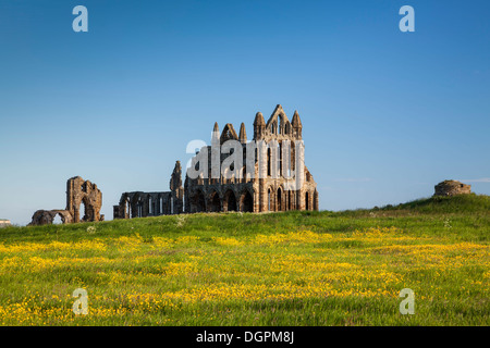 Bereich der Butterblumen vor Whitby Abbey, North Yorkshire. Stockfoto