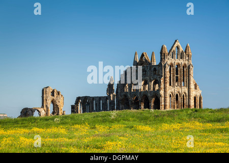 Bereich der Butterblumen vor Whitby Abbey, North Yorkshire. Stockfoto