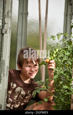 Junge Überprüfung eine Tomate im Gewächshaus Stockfoto