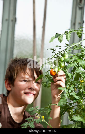 Junge Überprüfung eine Tomate im Gewächshaus Stockfoto