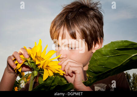 Junge mit einer Sonnenblume (Helianthus Annuus) Stockfoto