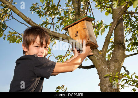 Junge, ein Nistkasten auf einen Baum Stockfoto