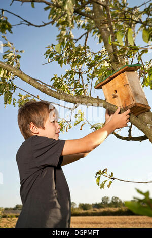 Junge, ein Nistkasten auf einen Baum Stockfoto