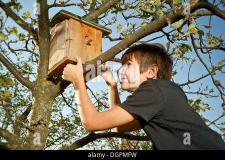 Junge, ein Nistkasten auf einen Baum Stockfoto