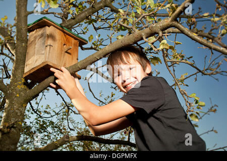 Junge, ein Nistkasten auf einen Baum Stockfoto