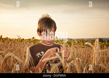 Junge stand in einem Gerstenfeld Stockfoto