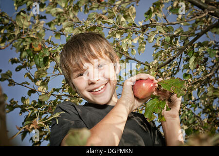 Junge pflücken Äpfel Stockfoto