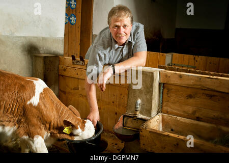 Bauer eine Kalb Fütterung Stockfoto