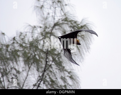 Seychellen-Flughund oder Flying Fox im Flug Stockfoto