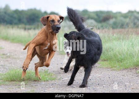 Spielerische aggressives Verhalten zwischen zwei Hunde (Canis Lupus Familiaris), Potsdam, Brandenburg Stockfoto