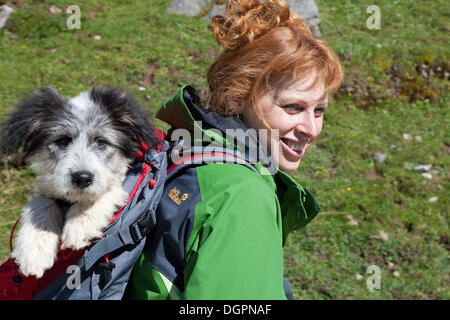 Rothaarige Frau, die ihre Welpen in einem Rucksack beim Wandern, Weißbach bei Lofer, Salzburg, Österreich, Europa Stockfoto