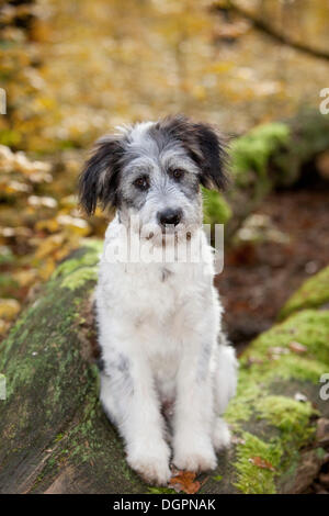 Mischlingshund (Canis Lupus Familiaris), Grunewald, Berlin Stockfoto