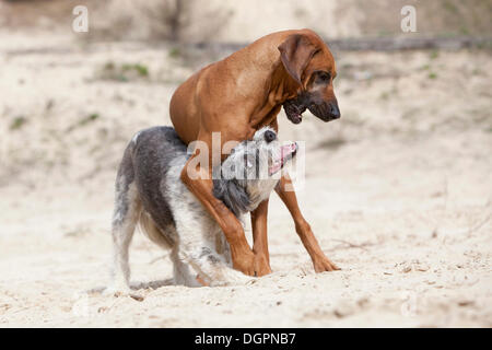 Rhodesian Ridgeback Hund spielen mit ein Briard-Mischling Stockfoto