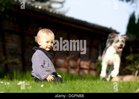 Kleinkind sitzen im Garten auf dem Rasen mit einem Mischling Hund hinten Stockfoto