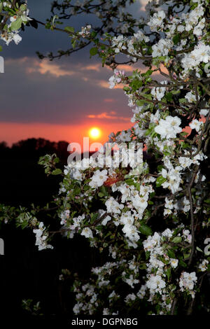 Apfelblüten vor dem Sonnenuntergang, Havelland, Brandenburg Stockfoto