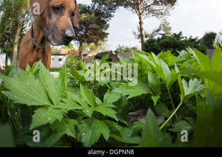 Rhodesian Ridgeback Hund, eine Katze, die im Dickicht der Blätter versteckt beobachten Stockfoto