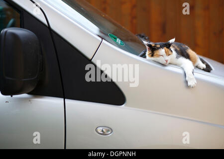 Katze, die zwischen der Windschutzscheibe und Motorhaube eines Autos ruht Stockfoto