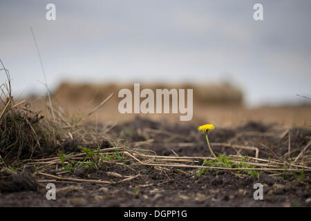 Einzelnen Löwenzahn (Taraxacum) vor einem gemähten Feld Stockfoto