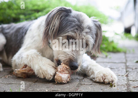 Hund an einem Knochen nagen Stockfoto