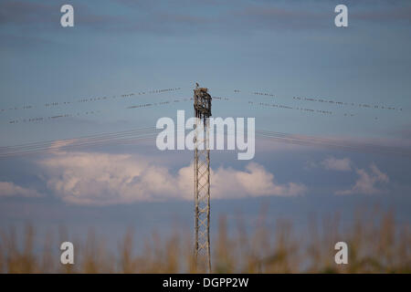 Fischadler (Pandion Haliaetus) thront neben seinem Nest auf eine hohe Spannung macht Pylon mit viele Spatzen auf die Stromleitungen neben Stockfoto