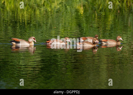 Nil-Gänse (Alopochen Aegyptiacus) mit Küken auf der Havel-Kanal in der Nähe von Potsdam-Paaren, Brandenburg Stockfoto