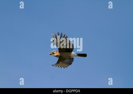 Jay (Garrulus Glandarius) im Flug mit einer Eichel im Schnabel, Havelkanal Kanal in der Nähe von Potsdam-Paaren, Havelland region Stockfoto