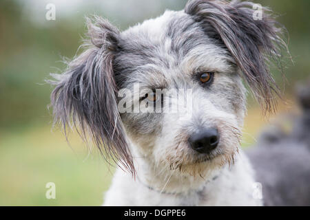 Briard Mischling, Hund, Porträt, Brandenburg Stockfoto