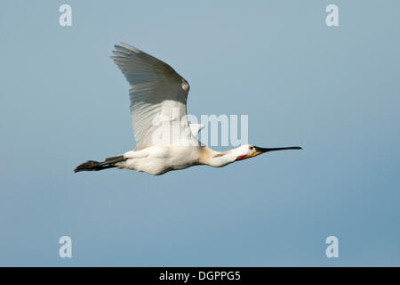 Löffler (Platalea Leucorodia) im Flug, Texel, Niederlande, Europa Stockfoto