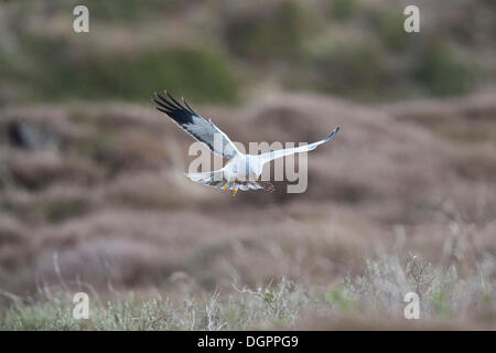 Kornweihe im Flug (Circus Cyaneus), Männlich, Texel, Niederlande, Europa Stockfoto