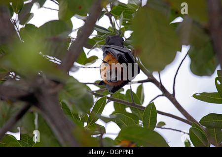 Seychellen-Flughund oder Flying Fox Zweig nach unten hängend Stockfoto