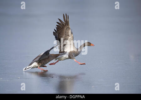 Graue Gänse (Anser Anser) kämpfen auf einem zugefrorenen Teich, Annateich Teich, Hannover, Niedersachsen Stockfoto