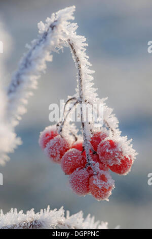 Europäische Cranberrybush oder Schneeball Baum (Viburnum Opulus), Beeren rot mit Raureif Stockfoto