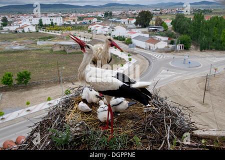 Weißstorch (Ciconia Ciconia), Erwachsene und Küken im Nest, Quintana De La Serena, Badajoz, Extremadura, Spanien, Europa Stockfoto