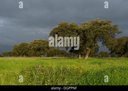 Steineiche oder Steineiche (Quercus Ilex), Quintana De La Serena, Badajoz, Extremadura, Spanien, Europa Stockfoto