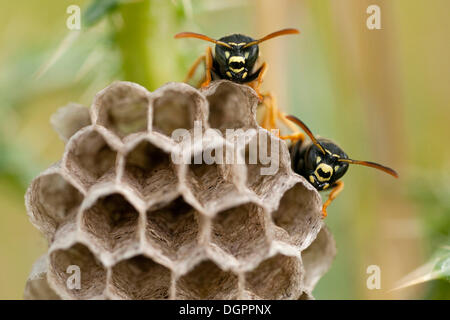 Feld-Wespen (Polistinae) am Nest, Guxhagen, Nordhessen, Hessen Stockfoto