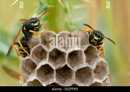 Feld-Wespen (Polistinae) am Nest, Guxhagen, Nordhessen, Hessen Stockfoto