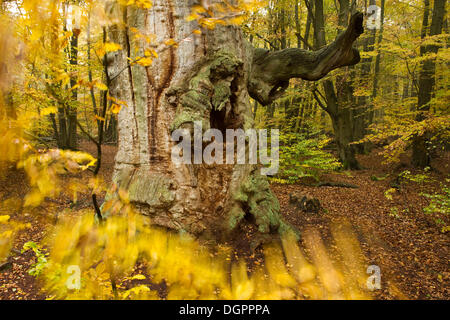 Alte Eiche (Quercus) im Herbst Urwaldrelikt Sababurg Urwald, Reinhardswald, Hofgeismar, Nordhessen Stockfoto