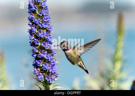 Annas Kolibri (Calypte Anna) bei Blume, Fort Point National Historic Site, San Francisco, Kalifornien Stockfoto