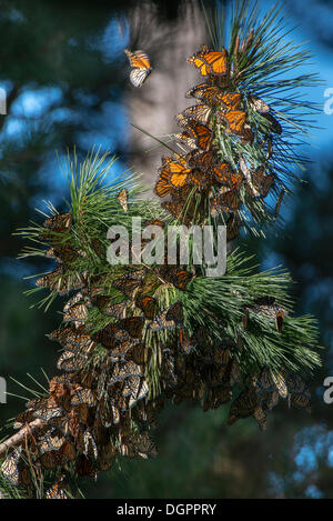 Monarchfalter (Danaus Plexippus), Überwinterung Gelände, Monarch Grove Heiligtum, Monterey, Pacific Grove, Kalifornien Stockfoto