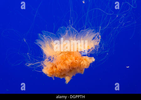 Löwen Mähne Quallen (Cyanea Capillata), Monterey Bay Aquarium, Monterey, California, Vereinigte Staaten von Amerika Stockfoto