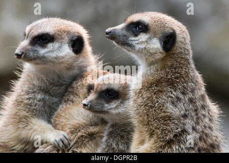 Erdmännchen (Suricata Suricatta), Pöbel, Bande oder Clan der Erdmännchen, Gefangenschaft, Opel-Zoo, Kronberg, Hessen, Deutschland Stockfoto