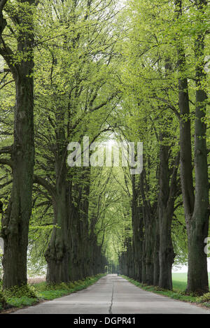 Allee mit Linden, Krummin, Usedom, Mecklenburg-Western Pomerania, Deutschland Stockfoto