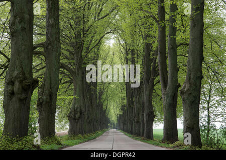 Allee mit Linden, Krummin, Usedom, Mecklenburg-Western Pomerania, Deutschland Stockfoto