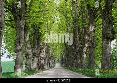 Allee mit Linden, Krummin, Usedom, Mecklenburg-Western Pomerania, Deutschland Stockfoto