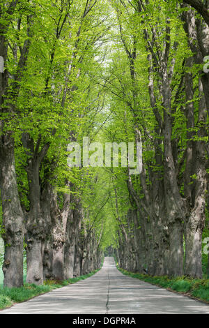 Allee mit Linden, Krummin, Usedom, Mecklenburg-Western Pomerania, Deutschland Stockfoto